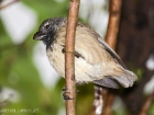 Zweig-Darwinfink / Small Tree Finch Zweig-Darwinfink / Small Tree Finch
