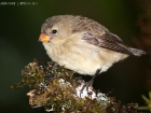 Zweig-Darwinfink / Small Tree Finch Zweig-Darwinfink / Small Tree Finch