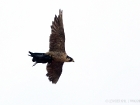 Wanderfalke mit Taube