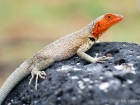 Lava Lizard