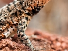Lava Lizard