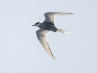 Arctic Tern / Küstenseeschwalbe Arctic Tern / Küstenseeschwalbe