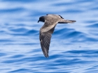 Leach's Storm-Petrel (dark-rumped) / Sturmwellenläufer Leach's Storm-Petrel (dark-rumped) / Sturmwellenläufer