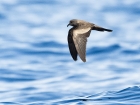 Markham's Storm-Petrel / Rußwellenläufer Markham's Storm-Petrel / Rußwellenläufer