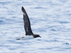Tahiti Petrel / Tahitisturmvogel Tahiti Petrel / Tahitisturmvogel