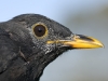 Amsel in Kopfmauser/Blackbird moulting head