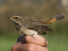 Blaukehlchen/Bluethroat