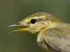 Fitis/Willow Warbler