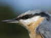 Kleiber/Nuthatch