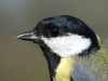 Kohlmeise/Great Tit