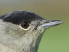 MÃ¶nchsgrasmÃ¼cke/Blackcap