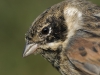Rohrammer/Reed Bunting