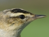 SchilfrohrsÃ¤nger/Sedge Warbler