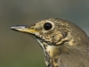 Singdrossel/Song Thrush