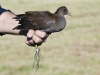 Teichhuhn/Moorhen