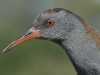 Wasserralle/Water Rail