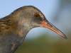 Wasserralle/Water Rail
