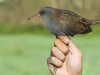 Wasserralle/Water Rail