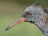 Wasserralle/Water Rail