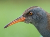 Wasserralle/Water Rail