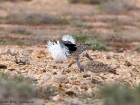 Kragentrappe / Houbara Bustard Kragentrappe / Houbara Bustard