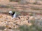 Kragentrappe / Houbara Bustard Kragentrappe / Houbara Bustard