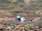 Kragentrappe / Houbara Bustard Kragentrappe / Houbara Bustard