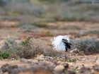 Kragentrappe / Houbara Bustard Kragentrappe / Houbara Bustard