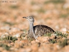Kragentrappe / Houbara Bustard Kragentrappe / Houbara Bustard