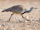 Kragentrappe / Houbara Bustard Kragentrappe / Houbara Bustard