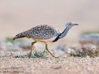 Kragentrappe / Houbara Bustard Kragentrappe / Houbara Bustard