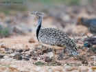 Kragentrappe / Houbara Bustard Kragentrappe / Houbara Bustard