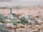 Kragentrappe / Houbara Bustard Kragentrappe / Houbara Bustard