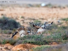 Kragentrappe / Houbara Bustard Kragentrappe / Houbara Bustard