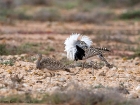 Kragentrappe / Houbara Bustard Kragentrappe / Houbara Bustard