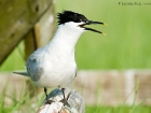 Brandseeschwalbe / Sandwich Tern Brandseeschwalbe / Sandwich Tern