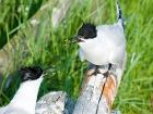 Brandseeschwalben / Sandwich Terns Brandseeschwalben / Sandwich Terns