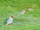 Lachmöwe / Black-headed Gull Lachmöwe / Black-headed Gull