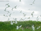 Brandseeschwalben-Kolonie / Sandwich Tern colony Brandseeschwalben-Kolonie / Sandwich Tern colony