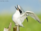 Brandseeschwalbe / Sandwich Tern Brandseeschwalbe / Sandwich Tern