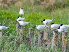 Brandseeschwalbe, 1. Sommer / Sandwich Tern, 1st summer Brandseeschwalbe, 1. Sommer / Sandwich Tern, 1st summer