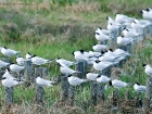 Brandseeschwalben / Sandwich Terns Brandseeschwalben / Sandwich Terns