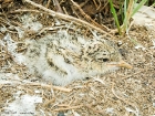 Brandseeschwalben-Küken / Sandwich Tern chick Brandseeschwalben-Küken / Sandwich Tern chick