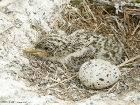 Brandseeschwalben-Küken / Sandwich Tern chick Brandseeschwalben-Küken / Sandwich Tern chick