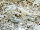 Brandseeschwalben-Küken / Sandwich Tern chick Brandseeschwalben-Küken / Sandwich Tern chick