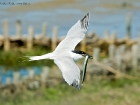 Brandseeschwalbe / Sandwich Tern Brandseeschwalbe / Sandwich Tern