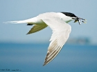 Brandseeschwalbe / Sandwich Tern Brandseeschwalbe / Sandwich Tern