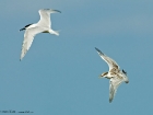 Brandseeschwalben / Sandwich Terns Brandseeschwalben / Sandwich Terns