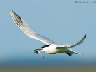 Brandseeschwalbe / Sandwich Tern Brandseeschwalbe / Sandwich Tern