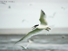 Brandseeschwalbe / Sandwich Tern Brandseeschwalbe / Sandwich Tern